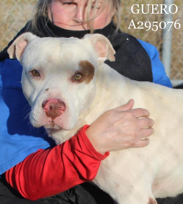 psychicwhisper3's tweet image. 💎🐾GUERO🆘📣Can Only Leave 
This Kill Shelter Via A #ResQ🙏Help Him
💔He Is The Sweetest Boy That Even
Has Volunteers Tearful. Don't Let 
These👹Kill Him 4 Something He
Did 4 Yrs Ago As A Puppy😭Pls
#Pledge4RESQ His Only Way Out
He Adores People Only Wants Love 
#A295076 INFO⬇️