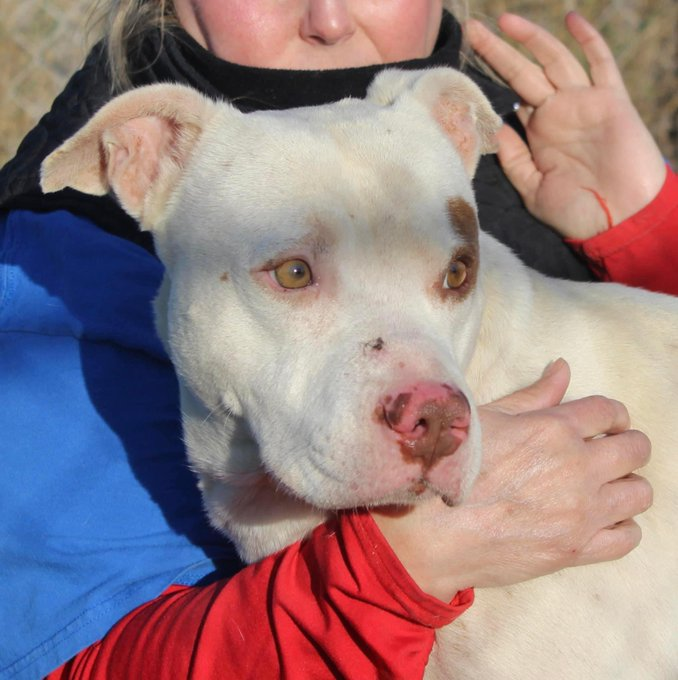psychicwhisper3's tweet image. 💎🐾GUERO🆘📣Can Only Leave 
This Kill Shelter Via A #ResQ🙏Help Him
💔He Is The Sweetest Boy That Even
Has Volunteers Tearful. Don't Let 
These👹Kill Him 4 Something He
Did 4 Yrs Ago As A Puppy😭Pls
#Pledge4RESQ His Only Way Out
He Adores People Only Wants Love 
#A295076 INFO⬇️