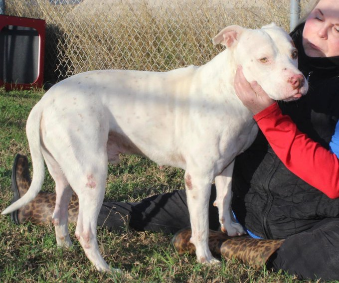 psychicwhisper3's tweet image. 💎🐾GUERO🆘📣Can Only Leave 
This Kill Shelter Via A #ResQ🙏Help Him
💔He Is The Sweetest Boy That Even
Has Volunteers Tearful. Don't Let 
These👹Kill Him 4 Something He
Did 4 Yrs Ago As A Puppy😭Pls
#Pledge4RESQ His Only Way Out
He Adores People Only Wants Love 
#A295076 INFO⬇️