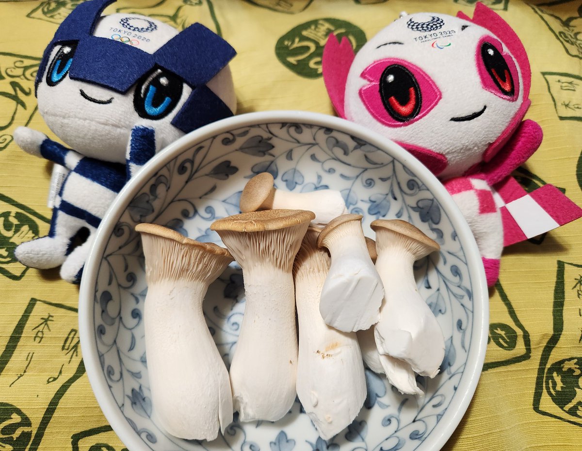 エリンギ栽培キット