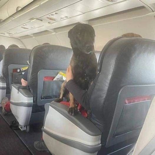 Turquía no permitió que los perros rescatistas viajen de vuelta a sus países de origen en la bodega de equipaje...
Volvieron a casa en las aerolíneas turcas en asientos de primera clase. 👏🥰😍