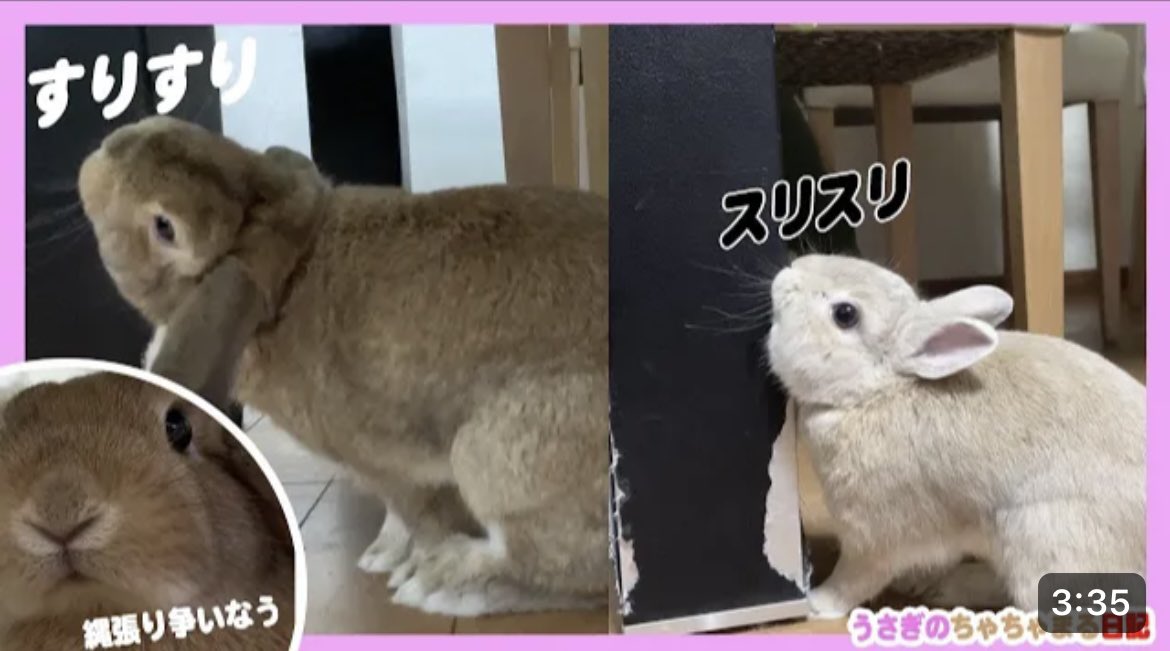 同じところにアゴすりをし合うウサギ達!!うさぎのちゃちゃまる日記＠481 youtu.be/YXGKZQxVCV8 <a href="/YouTube/">YouTube</a>より
おはようございます😊YouTube更新しましたので、よろしければご視聴、チャンネル登録よろしくお願い致します🙇🏻‍♀️