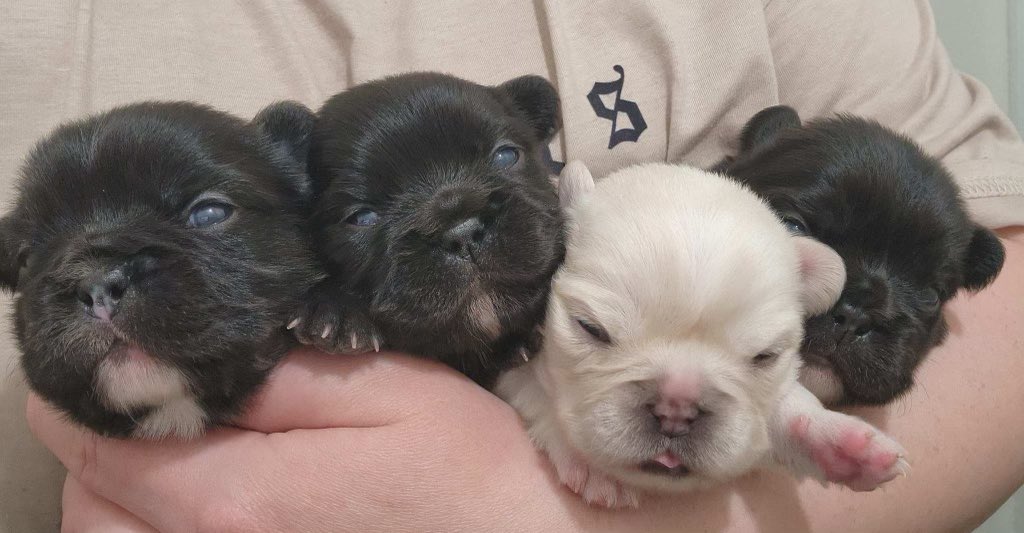 TheRealMathryn's tweet image. 3 week old Visual Fluffy Frenchies!  3 females/ 1 male - they are ready for their new family in 4 weeks!  HMU if interested. 🥰