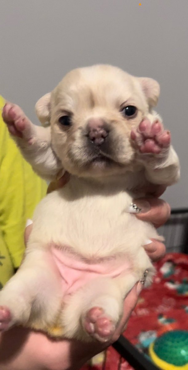 TheRealMathryn's tweet image. 3 week old Visual Fluffy Frenchies!  3 females/ 1 male - they are ready for their new family in 4 weeks!  HMU if interested. 🥰