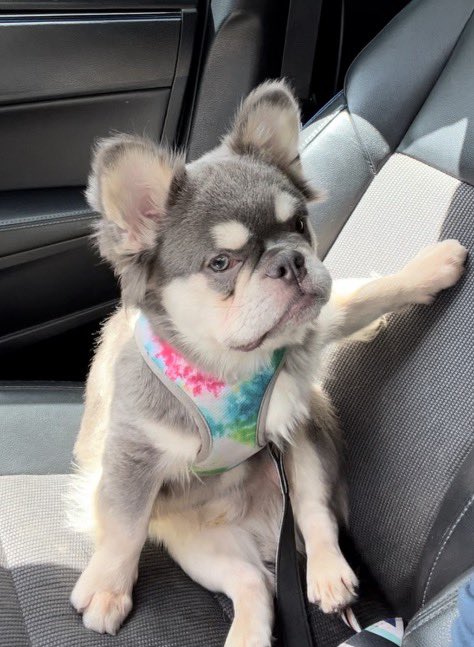 TheRealMathryn's tweet image. 3 week old Visual Fluffy Frenchies!  3 females/ 1 male - they are ready for their new family in 4 weeks!  HMU if interested. 🥰