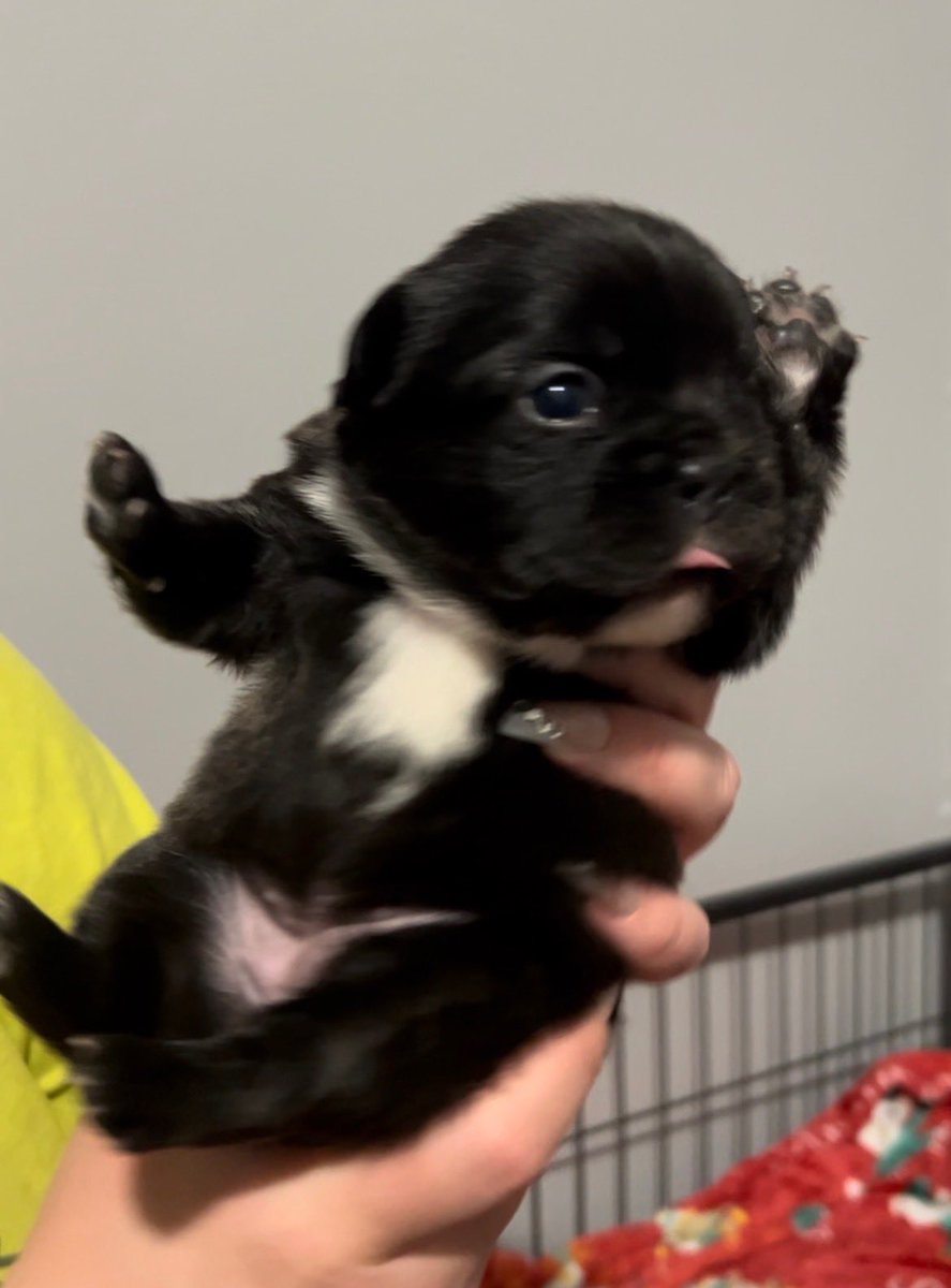 TheRealMathryn's tweet image. 3 week old Visual Fluffy Frenchies!  3 females/ 1 male - they are ready for their new family in 4 weeks!  HMU if interested. 🥰