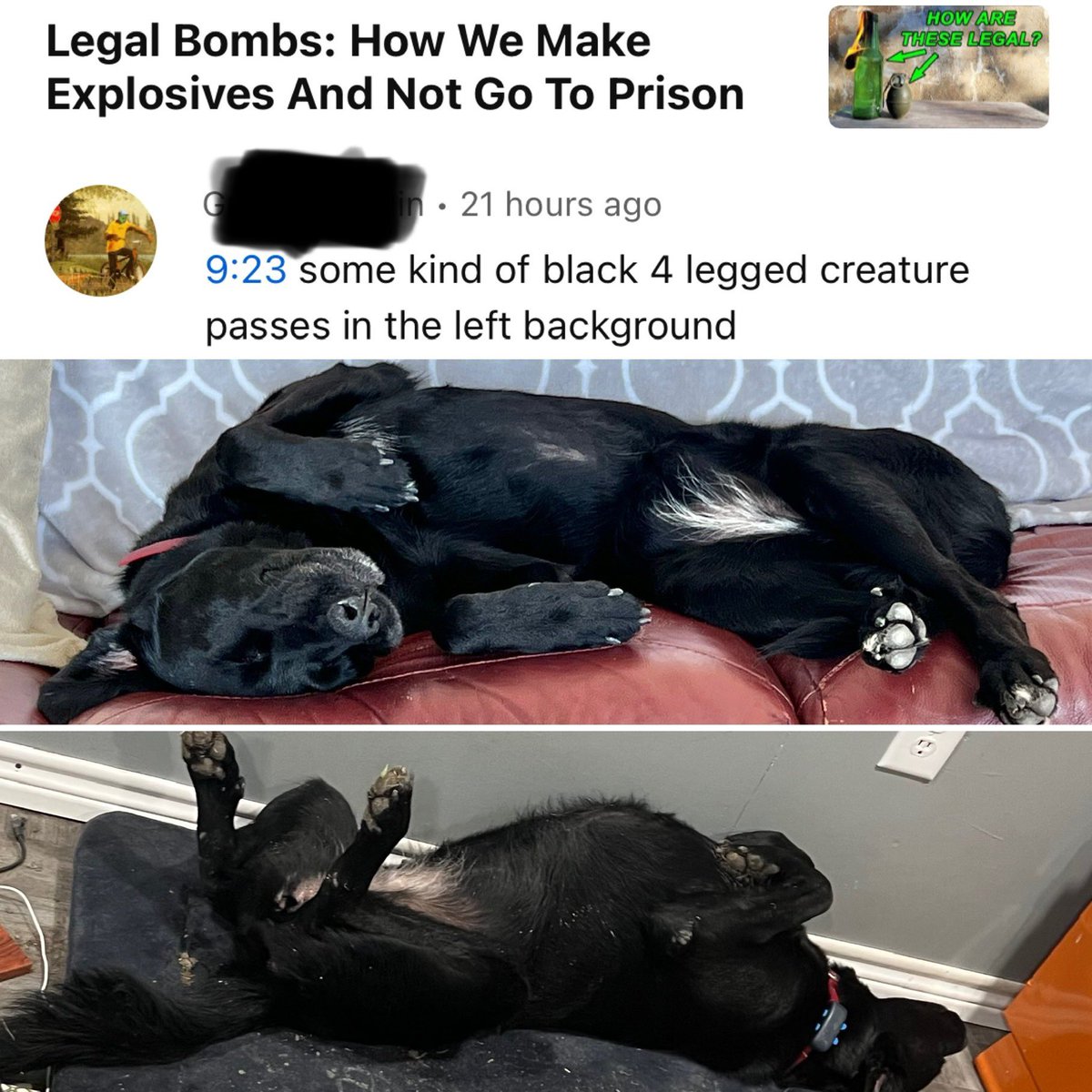 OrdnanceLab's tweet photo. It’s “got a #viciousstreak a mile wide, it's a #killer!”

#Labs #LabsOfTwitter #Labradors #Labrador #LabradorRetriever #Dogs #DogsOfTwitter #LabLove #BlackLabs #BlackLabsOfTwitter #BlackLabsMatter #BigDumbLab #MontyPython #KillerRabbit #CaveofCaerbannog #RabbitofCaerbannog https://t.co/tZDLU3BpIx