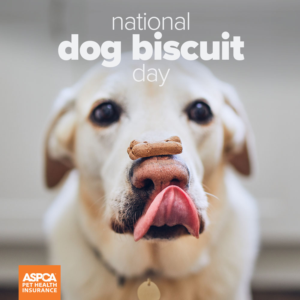 #NationalDogBiscuitDay is licking good 👀 

#Pets #dog #LoveDogs #DogParent #DogLovers
