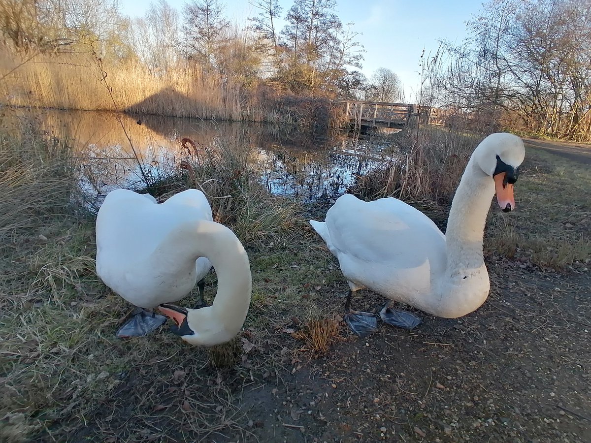 laurencear's tweet photo. Tired and low... So here's my swan friends to try and raise spirits.
#SwanSwanH #TheWests https://t.co/OXch7ISZQX