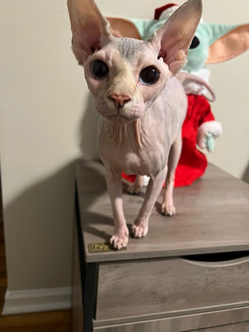 Everyone, meet Nutsack's new sister, Peaches.  She likes bottle caps and crumpled pieces of paper. https://t<a href="/tag/smcontest"class="tags"><span>#smcontest</span></a>