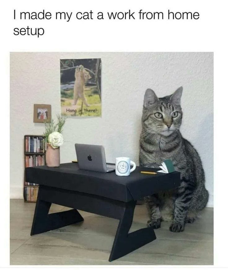 My cat needs one as well👀