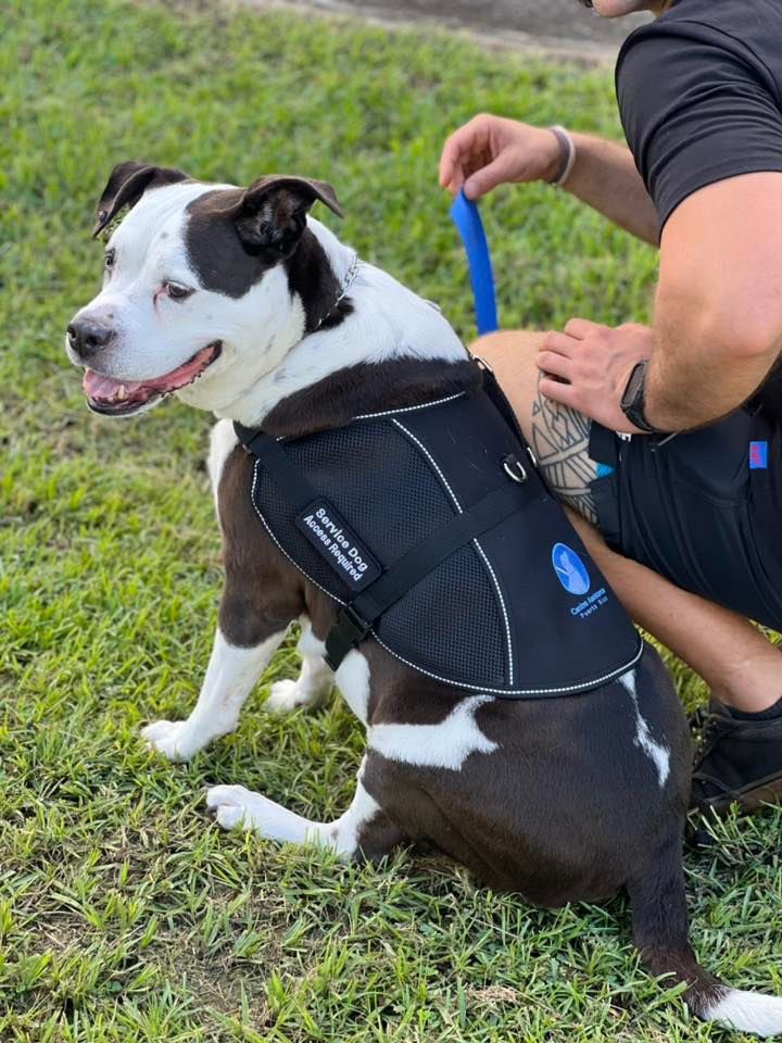 PR_Svcdog's tweet photo. I’m Sugar a Svcdog. I was trained to mitigate my mom’s medical symptoms so that life provides a greater sense of independence and autonomy.  Now we assist other owners to do the same! https://t.co/FAQWWmd5Gk