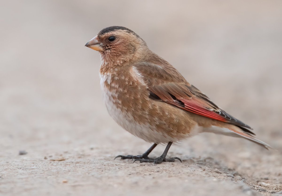 Chris Griffin tweet media