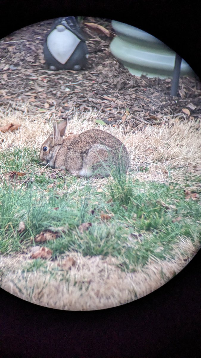 ectoplasmeg's tweet photo. A bun https://t.co/gJqp2atwCi