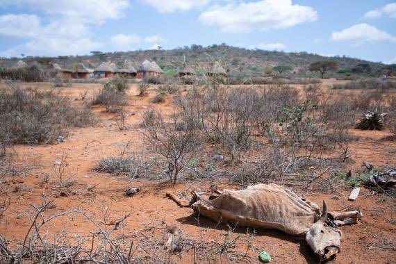 KiyaSegni's tweet photo. I saw some Government activists trying to Rubbish the Borana drought and push Government achievements of wheat production. 

Values and principles transcends politics at times my friend. So that you know, you don’t play politics with kids life who dying of hunger. I’m ashamed to be part of this country. Human being lives has no value. Surely, not as much as value of wheat from what we see.