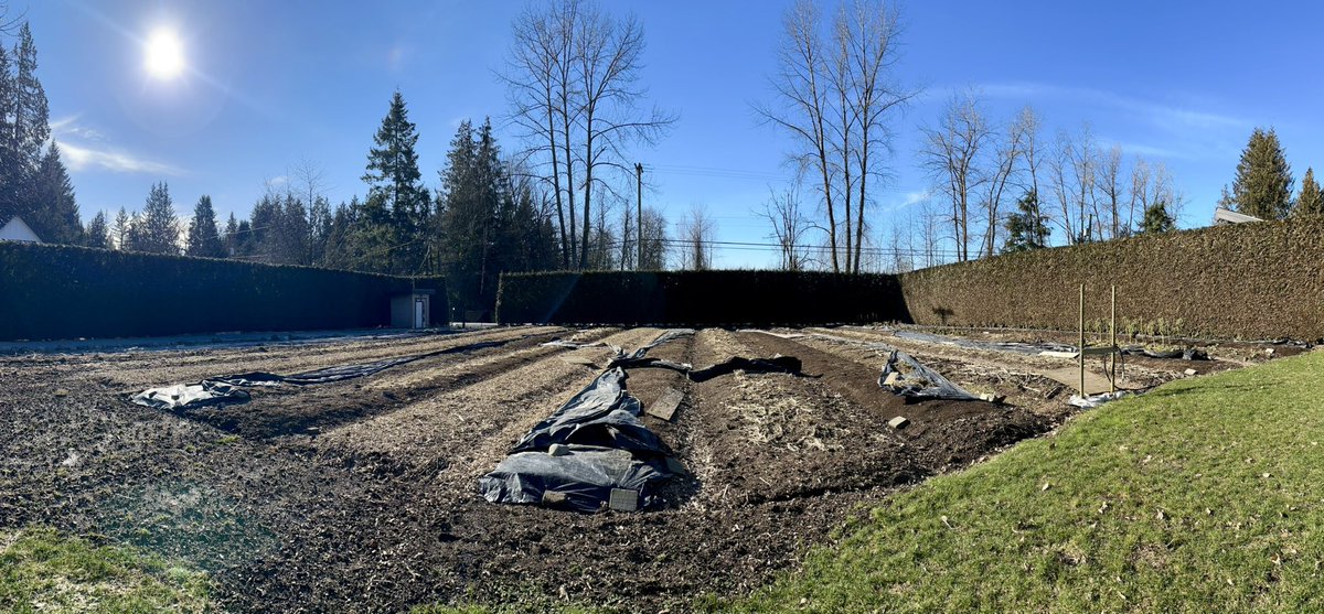 EastRidgeFarms's tweet photo. Beautiful day but I’m not pumped with how these winds are ripping the poly off of the rows 😣 & the garlic is very unimpressed with the icy temperatures. But bring on the sun!☀️
#smallfarm #farmer #farmher #farmdirect #mapleridge #microfarm #marketgarden #buybclocal #coldsnap https://t.co/qZQjPmc4BU