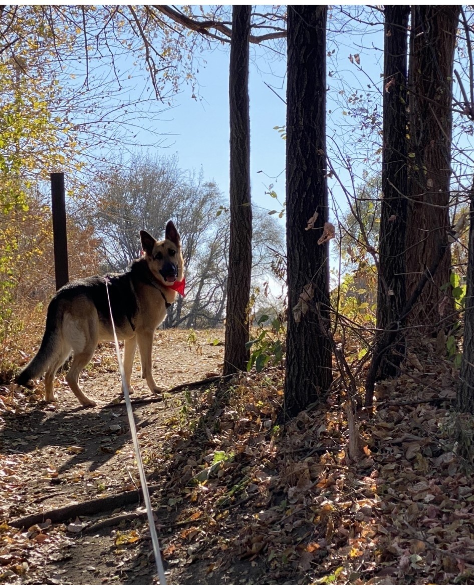 WoofTrax's tweet photo. The many stages and faces of a #WoofTrax walk swipe to see 👉⁠
⁠
Meet our friend, Gertie! ⁠
⁠
"Here's Gertie walking daily in the nearby park to help out Tier Haven Rescue, where she came from, and a well-deserved nap after" 😴 https://t.co/JOCuUi5Y9E