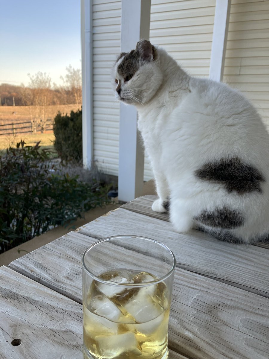 grammar554's tweet photo. Joey the feral cat and Jim Beam Peach Bourbon🥃 https://t.co/SW4kWCfLiL