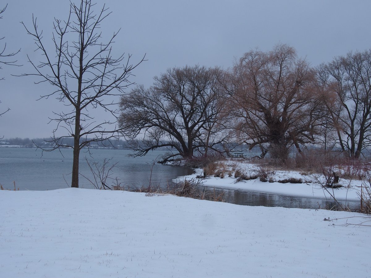 alicesbears's tweet photo. Ice and snow created beautiful conditions, and there was a special bird sighting. #blogboost #baldeagle #niagarariver https://t.co/EwzvQYVD2q https://t.co/ON2siTMFU3