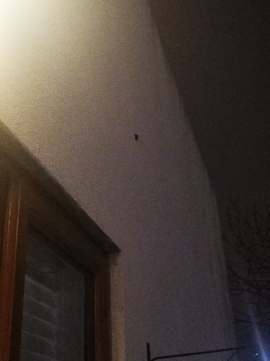 @3CounciI this bumble bee has been on my wall since I got in from work about 6 hours ago and hasn't moved . Any idea what it's doing? #ÉannaNíLamhna #treecouncil
