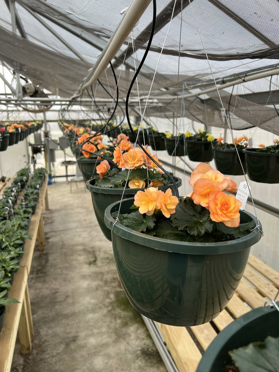 agrbuck's tweet photo. FFA greenhouses showing some color #breckcountyffa https://t.co/1vArVH9ttq