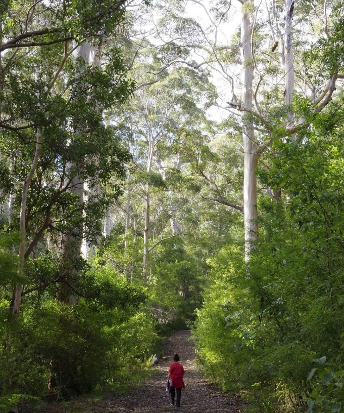 WA Parks Foundation (@ourwaparks) on Twitter photo Join the Mini Bioblitz on 5th March to revisit sites from the Walpole Wilderness Bioblitz last year plus extra sites.
Meet at 8.30am in Walpole Pioneer Park (opposite the bakery).
More details and RSVP here: walpolewildernessbioblitz@gmail.com
📸IG elbuho_nival Join the Mini Bioblitz on 5th March to revisit sites from the Walpole Wilderness Bioblitz last year plus extra sites.
Meet at 8.30am in Walpole Pioneer Park (opposite the bakery).
More details and RSVP here: walpolewildernessbioblitz@gmail.com
📸IG elbuho_nival
