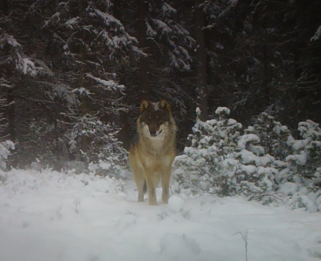 Hyvää talvista loppuviikkoa ❄️❄️
Nice winter end of the week ⛄⛄
#WINTER #WinterWeather #WinterIsComing #wolfwood #Wolfpack #wildlife #WildlifeEncounter #wildlifephotography