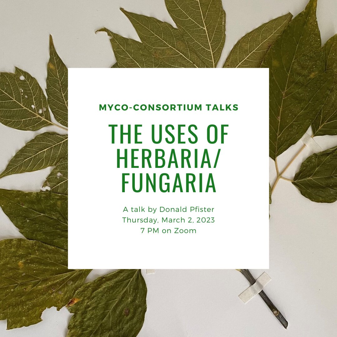 mycotoronto's tweet photo. Join us Thursday, March 2nd at 7:00pm on Zoom for the next Myco-Consortium talk, The Uses of Herbaria/Fungaria, presented by Harvard University professor and herbarium curator Donald Pfister. 

For more info and details on how to join, visit https://t.co/JtcUAWTsbk. https://t.co/29cuzRQbJx