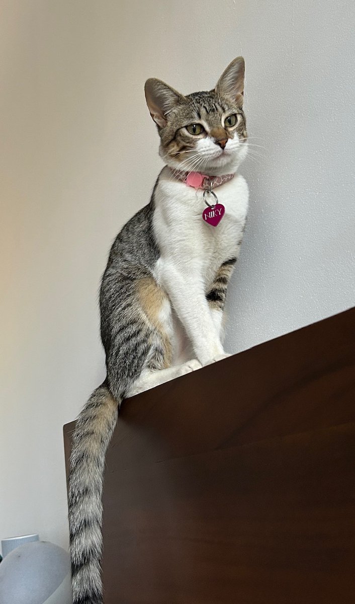apoyocanino's tweet photo. Niky se extravío en el Marqués, cerca de las residencias de Marquesal, Caracas. Tiene su collar con su nombre (Niky) y los números mio y de mi esposo 0414-7476162 y 0414-3876777 La extrañamos muchísimo,  debe estar muy asustada. Les agradezco lo que puedan hacer y difundir https://t.co/90tWRhRxgK