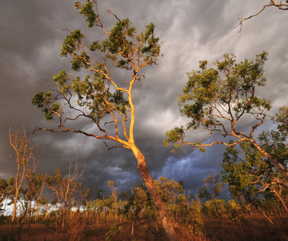 awconservancy's tweet photo. The wet season is well and truly upon us, and Pungalina Wildlife Sanctuary (NT) is taking advantage of the increased moisture to tackle some important land management tasks  📸 A Warr/AWC #Backburning #FireManagement #Australia #TopEnd #WetSeason #AWC https://t.co/i3bO5tgRxi
