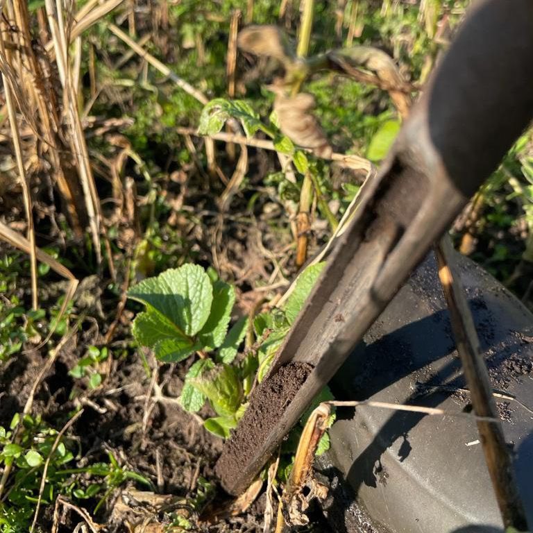 Een gezonde bodem is een gezond gewas!🌱 Ter voorbereiding van een nieuw groeiseizoen worden er bodemmonsters genomen. 🔎

duurzamebollenteeltdrenthe.nl/programma/expe… 
#duurzamebollenteeltdrenthe #DBD #bodemmonster #groeiseizoen