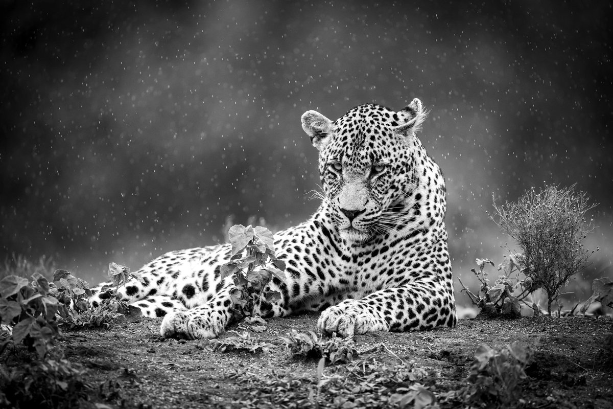 deanclabrough's tweet photo. Leopard in the rain

@Nikoneurope #nikonz9 #nature #safari #wildlifephotography #wildlife #leopard https://t.co/FDhUbmPfRv