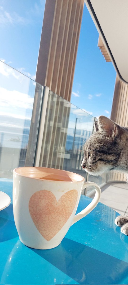 wendt_may's tweet photo. Enjoying the coffee #CatsOnTwitter https://t.co/TlVuFoeBtV