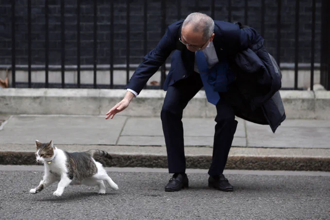 A cat runs away from a man who is leading down to pet it.