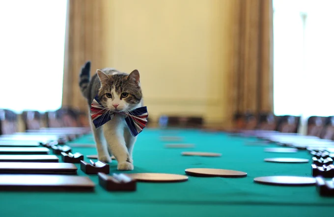 A cat wearing a red-white-and-blue bow tie walks on a table.