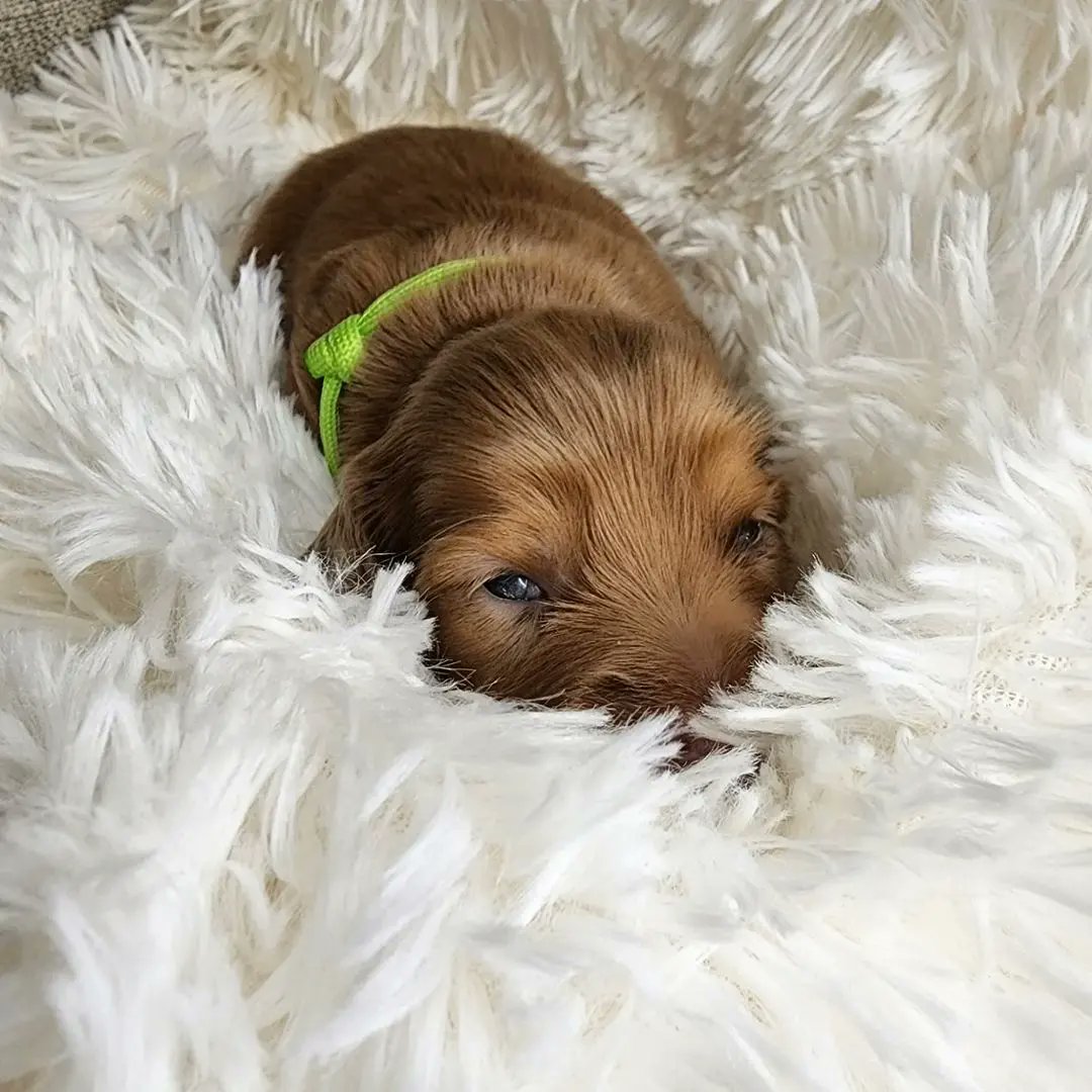 dashchunds's tweet photo. Summers Babies just opened their eyes for the first time yesterday. https://t.co/a9YO6aTIK2