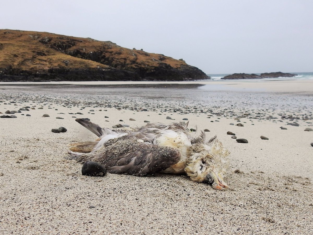 It's not unusual to find a few dead seabirds washed ashore on Barra's beaches at this time of year, but the numbers of dead Fulmars in recent weeks is concerning: we've found 16 in past ten days alone, way more than usual. Got a bad feeling about this...