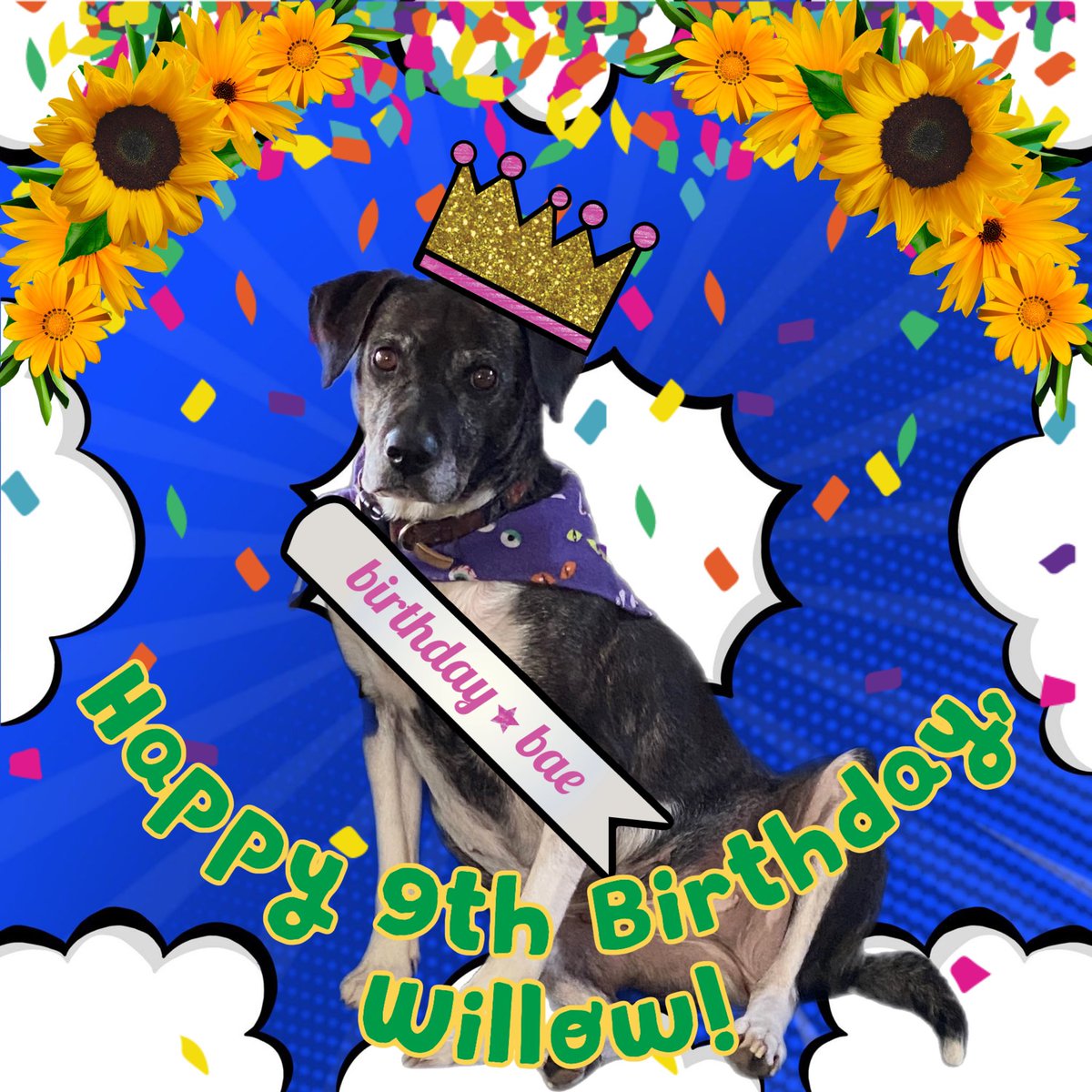 WillowWebbG1's tweet photo. Whoβs a Pretty, Badass, Snuggle Buddy Birthday Girl!? πΆπ Itβs Me! Hi! 9 years old! πβ¨ #dogsoftwitter #Pointer #plotthound #DenverDogs #BirthdayGirl https://t.co/TSvyyEoccL