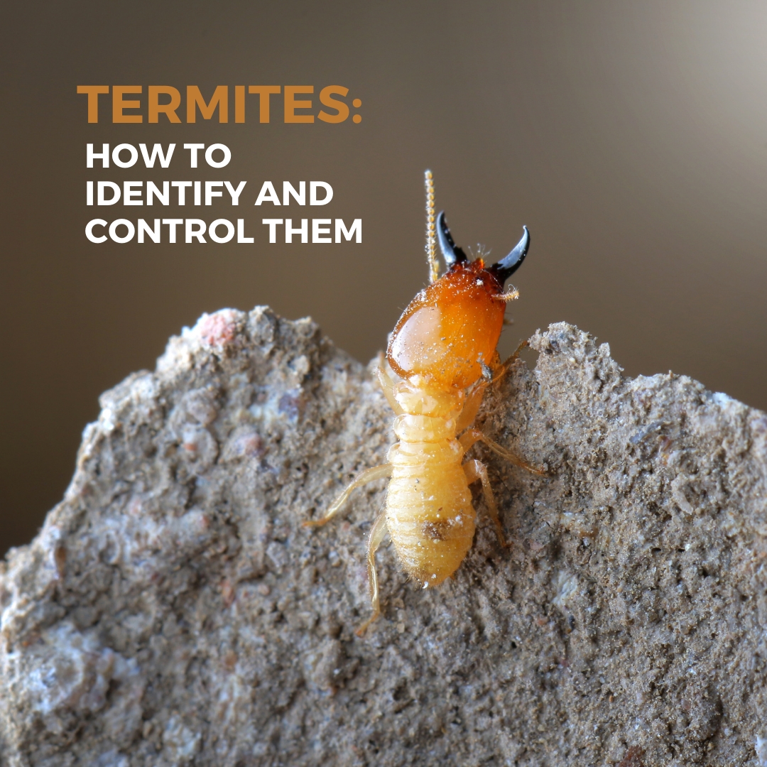 preferredpestoc's tweet photo. We understand it might be hard to tell the difference between termites and ants, so we've found a great article from the EPA that shows you how to not only identify them but to control them too!  via: https://t.co/QY3Xu8jqHY https://t.co/OAZNhnGHIJ