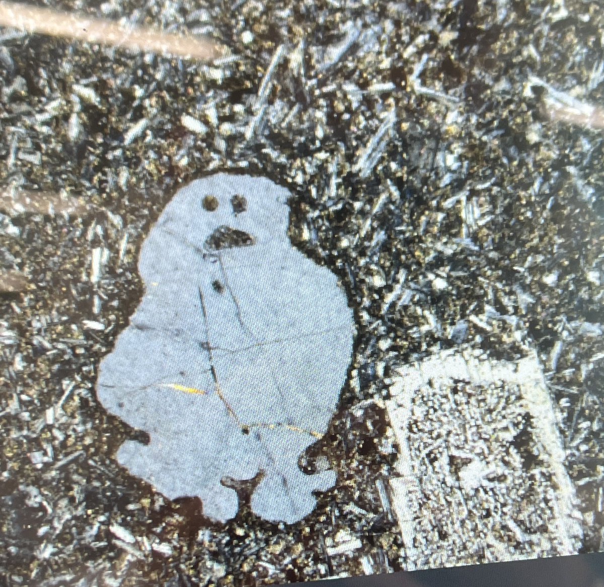 frankiealoise's tweet photo. Spotted the cutest little embayed quartz in my Drumadoon Sill samples 😂🏴󠁧󠁢󠁳󠁣󠁴󠁿 https://t.co/fDfdIBGtbD
