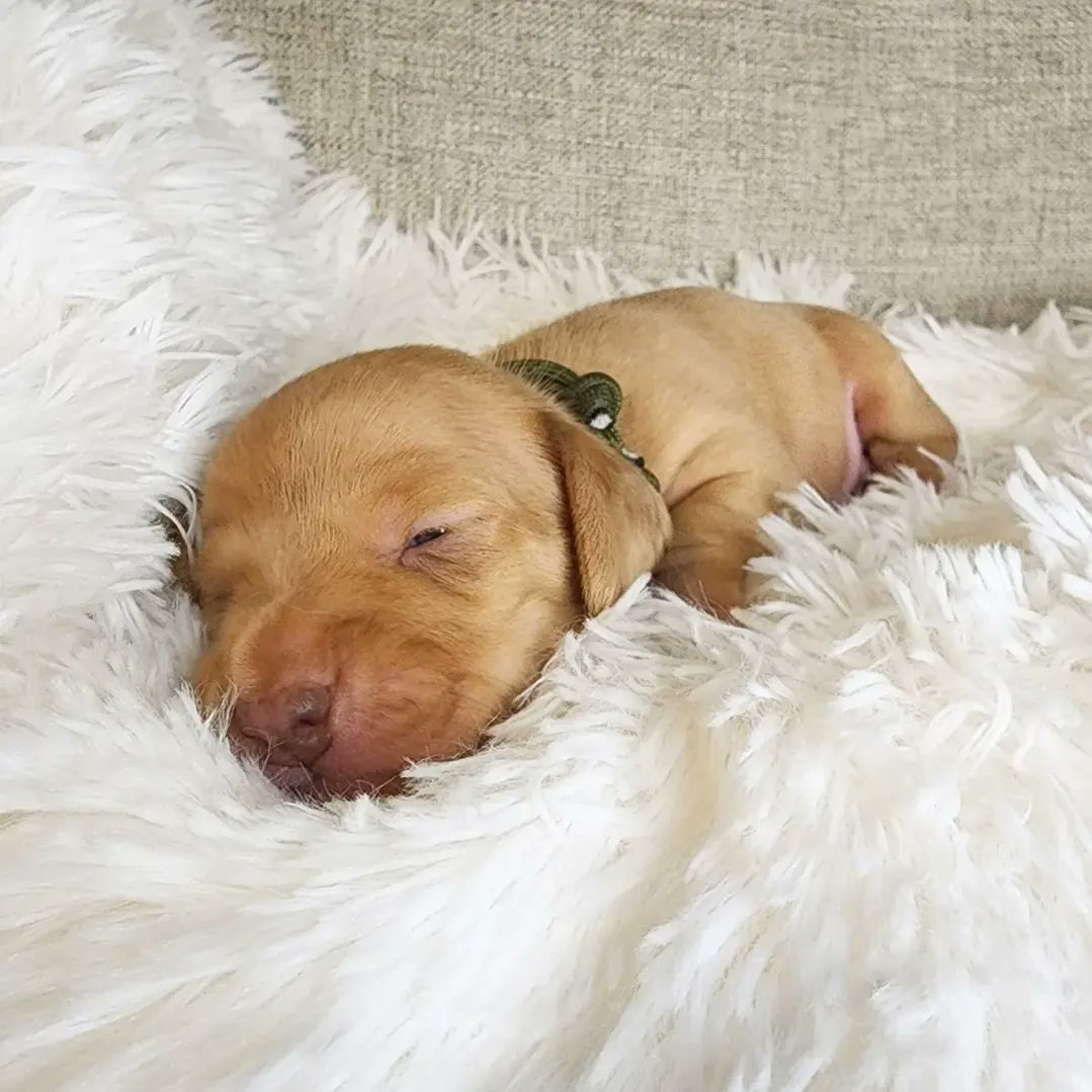 dashchunds's tweet photo. Summers Babies just opened their eyes for the first time yesterday.  Three of these gorgeous pups are still looking for their furever home. 💚 https://t.co/iQOdpYhRC1