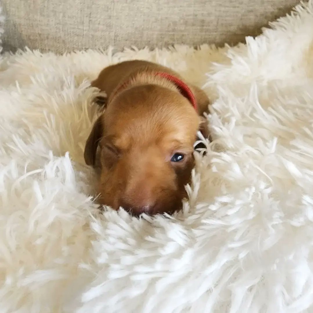 dashchunds's tweet photo. Summers Babies just opened their eyes for the first time yesterday.  Three of these gorgeous pups are still looking for their furever home. 💚 https://t.co/iQOdpYhRC1