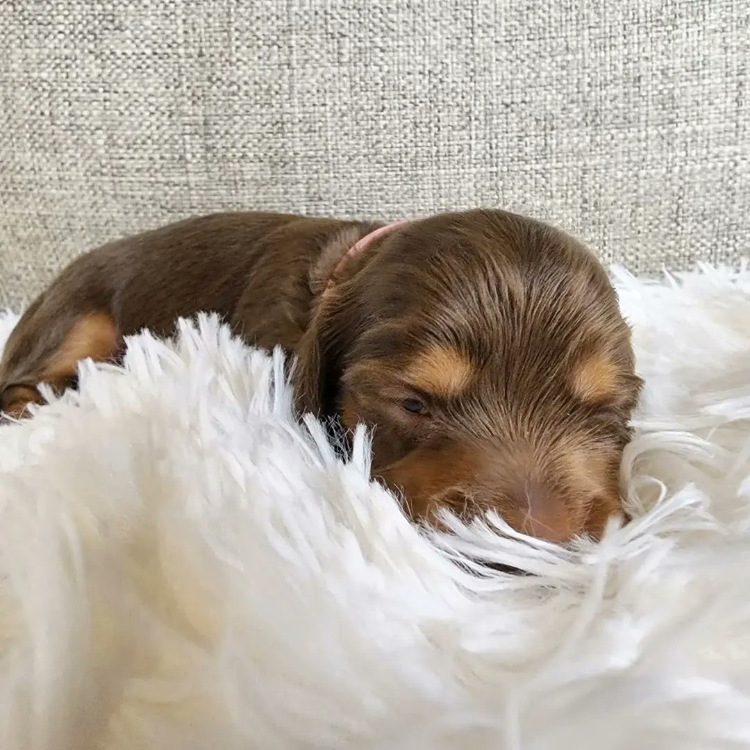 dashchunds's tweet photo. Summers Babies just opened their eyes for the first time yesterday.  Three of these gorgeous pups are still looking for their furever home. 💚 https://t.co/iQOdpYhRC1