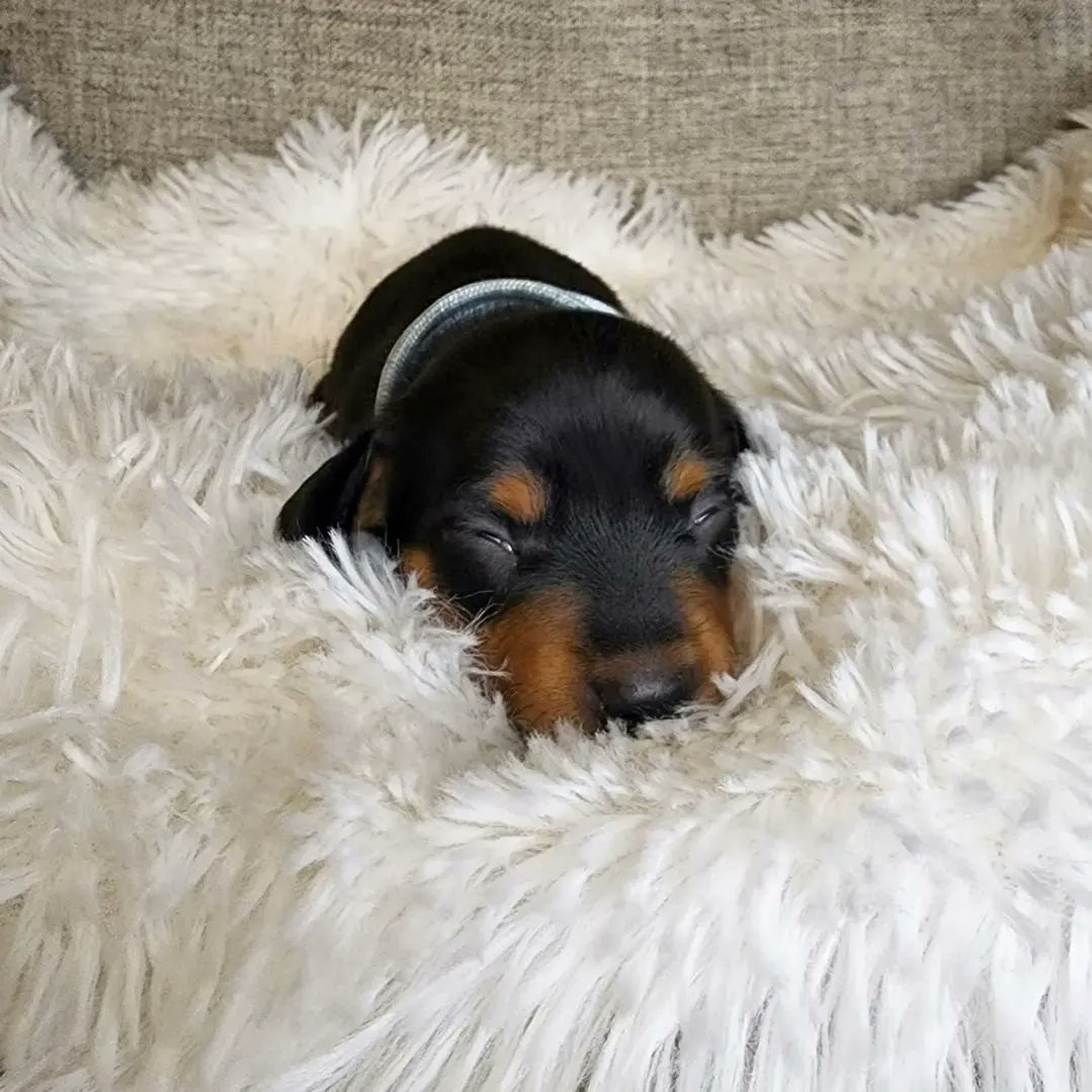 dashchunds's tweet photo. Summers Babies just opened their eyes for the first time yesterday.  Three of these gorgeous pups are still looking for their furever home. 💚 https://t.co/iQOdpYhRC1