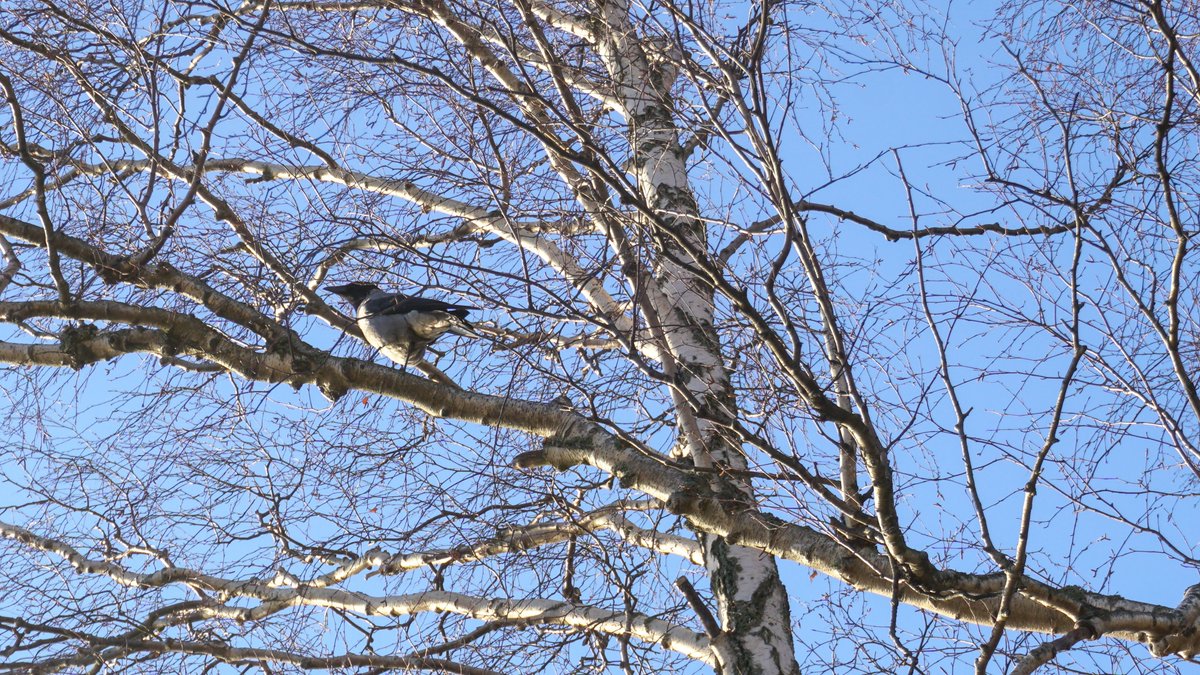 Lomeanor's tweet photo. Pequeños supervivientes al invierno finlandés 🌲🕊️🪨 https://t.co/tKYu3Z9VTL