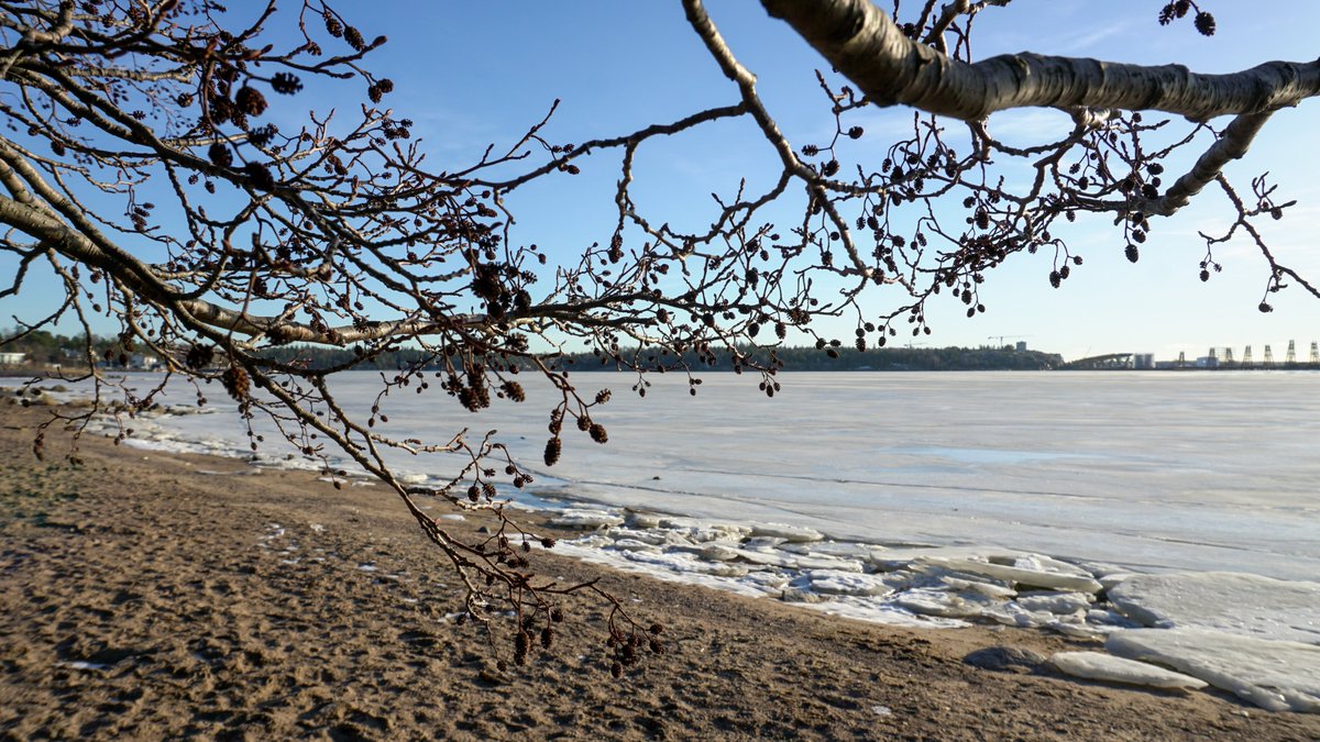 Lomeanor's tweet photo. Pequeños supervivientes al invierno finlandés 🌲🕊️🪨 https://t.co/tKYu3Z9VTL