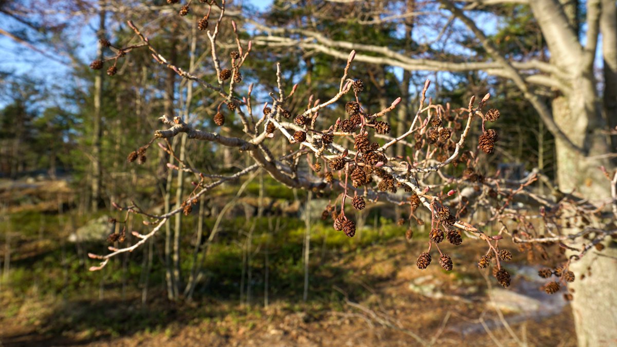 Lomeanor's tweet photo. Pequeños supervivientes al invierno finlandés 🌲🕊️🪨 https://t.co/tKYu3Z9VTL