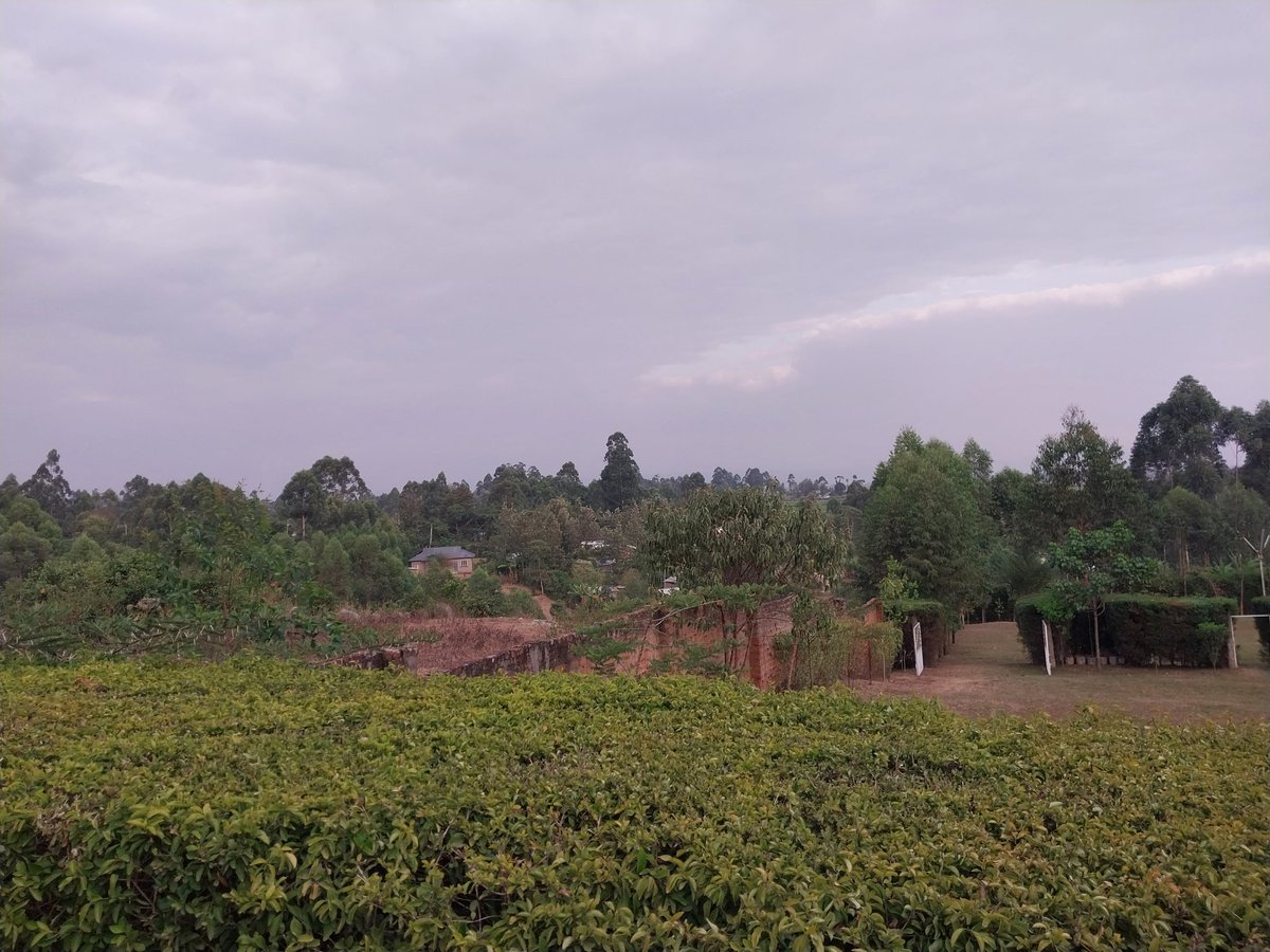 ItsChirchir's tweet photo. Nature pampering...! It wears equivalent (same type) of clothing of different kind, but always pristine and appealing! Its existence is of essence to Mankind. Lets combat climate change by restoring our landscapes #FLaRAK 🌿🌳. @UNDPClimate @UNHABITAT @UNDP @UNDPKenya #FLaRAK https://t.co/XNCoL8JhoV