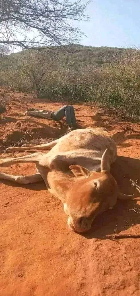 GemechisEjeta's tweet photo. #ቦረና 💔
ለሶስት ተከታታይ ዓመት በጠፋ ዝናብ ምክንያት ከ2 ነጥብ 3 ሚሊዮን በላይ የቤት እንስሳት ለህልፈት የተዳረጉ ሲሆን፣ ይህም ከ67,000 በላይ አባወራዎችን ከብት አልባ አድርጓል።

-የምትዋሹት ነገር አልቋል! https://t.co/aVrDIMoI5q