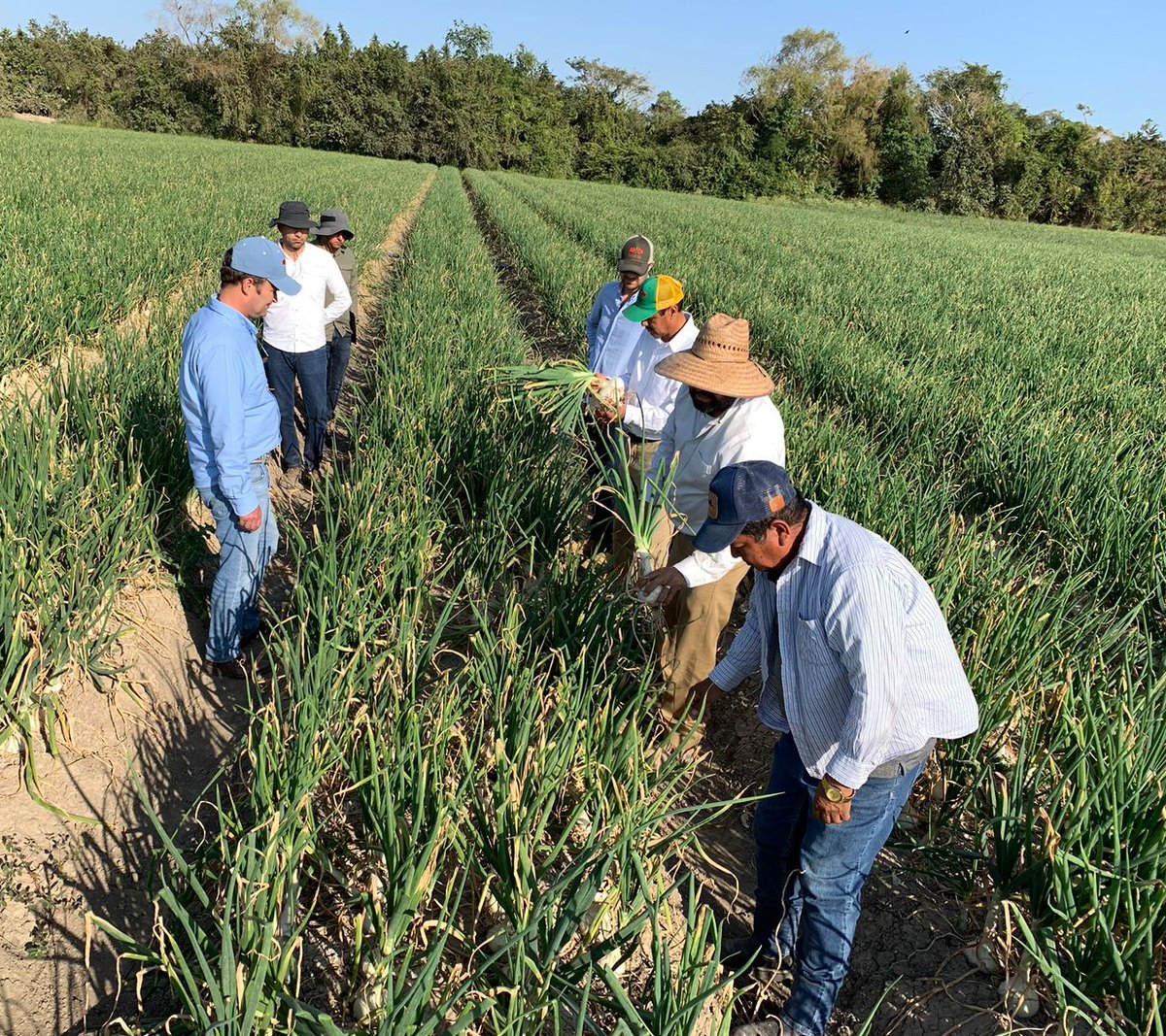 Developing great onions takes time, but it is faster when you collaborate with good people. Here in Mexico we are actively listening and learning from farmers about how we can improve our products.  #onionbreeding